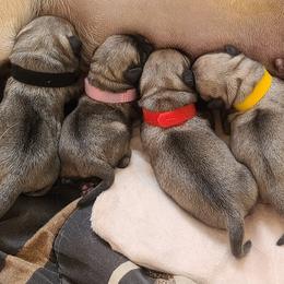 Pugs from Pardees pug puppies