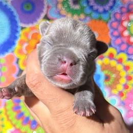 Baby boy, blue - Blue male French Bulldog puppy in Monterey, Louisiana from McaysKennels