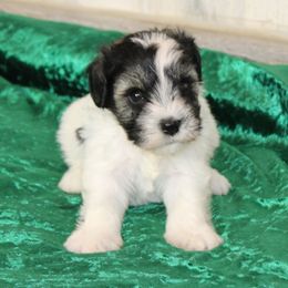 Colorado - Parti male Miniature Schnauzer puppy in Lufkin, Texas from Texas Lil Cowdogs