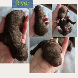 River - Chocolate male Goldendoodle puppy in Decatur, Tennessee from Diamond's Doodles