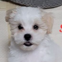 Stuffy - White and tan female Mal-Shi puppy in Bensalem, Pennsylvania from Maltese Momma