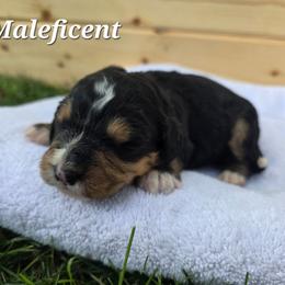 Maleficent - Tri-color female Bernedoodle puppy in Blackfoot, Idaho from Draper Mountain Doodles