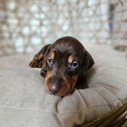 Pheonix (grey) - Red and rust female Doberman Pinscher puppy in Hamilton, Ohio from Little Dragon Dobermans