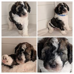 Blue Boy - Silver male Whoodle puppy in Kalispell, Montana from Countryman Whoodles