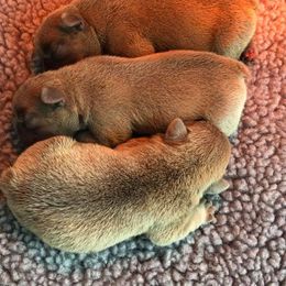 French Bulldog and Rottweiler Puppies from Starkhaus Rottweilers