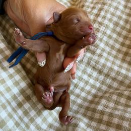 Cinderella - Red female Cavapoo puppy in Tucson, Arizona from Indie Boo’s mini Cavapoos