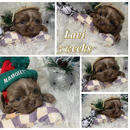 Lavi - Lilac male Shih Tzu puppy in Coolidge, Arizona from Shih Tzu’s  ‘N’ Love