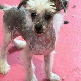 Hairless boy - Black and white male Chinese Crested puppy in Capac, Michigan from Puddles Palace Puppies