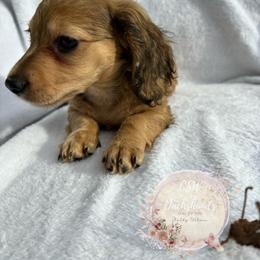 Dachshund Puppies from CSW Dachshunds