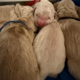 Eleven - Golden female Golden Retriever puppy in Duncan, South Carolina from Glimmer Goldens