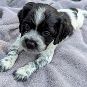 Girl 4 - Black and white female French Brittany puppy in Reedsburg, Wisconsin from Winterdream Kennel