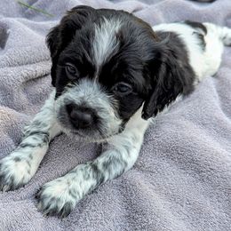 Girl 4 - Black and white female French Brittany puppy in Reedsburg, Wisconsin from Winterdream Kennel