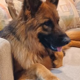 German Shepherd Puppies from Von Hazel Haus German Shepherds