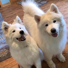 Samoyeds from Fionntan Samoyeds