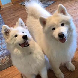 Samoyeds from Fionntan Samoyeds