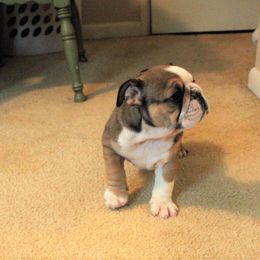 Bulldog Puppies from Sanford and Son Bulldogs