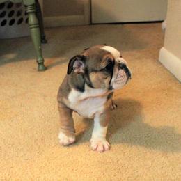 Bulldog Puppies from Sanford and Son Bulldogs