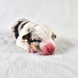 Louie - Blue merle and white male American Corgi puppy in Taylorsville, North Carolina from America's Red White and Bluie Corgis