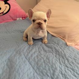 Mojo - Cream male French Bulldog puppy in Bakersfield, California from HOI Frenchies