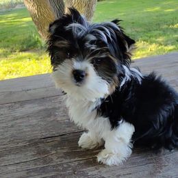 Ahna - Yorkshire Terrier