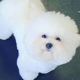Annabelle - Bichon Frise