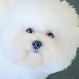 Annabelle - Bichon Frise