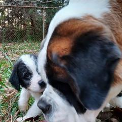 Saint Berdoodles from Snowflake Doodles