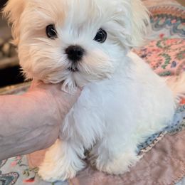 Jessie - White male Maltese puppy in Slidell, Louisiana from MeeMee Maltese