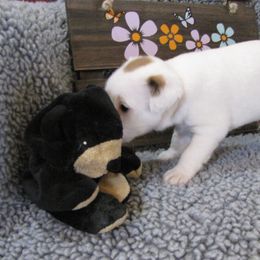 Jack Russell Terrier Puppies from Spritely Jack Russell Terriers