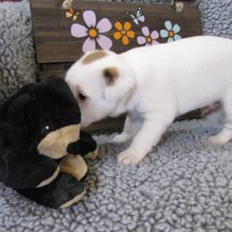 Jack Russell Terrier Puppies from Spritely Jack Russell Terriers