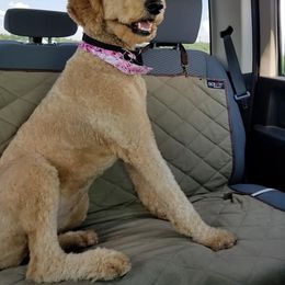 Reba - Goldendoodle