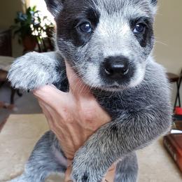 Australian Cattle Dog Puppies from Blue Coyote Ranch