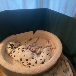 Dalmatian Puppies from Dalmatian Creation