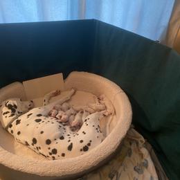 Dalmatian Puppies from Dalmatian Creation