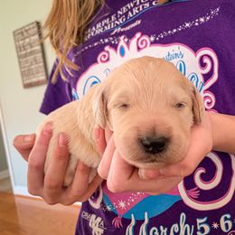 Goldendoodle and Golden Retriever Puppies from Duerr's Doodles & Retrievers