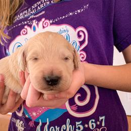 Goldendoodle and Golden Retriever Puppies from Duerr's Doodles & Retrievers