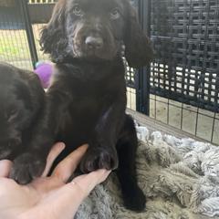 Boykin Spaniel Puppies from Cottonwood Kennel