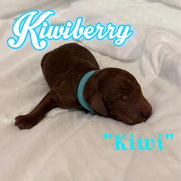 Girl 1 - Red  female Poodle puppy in Sheridan, California from Renegade Standard Poodles