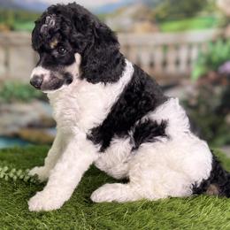 Princess Leia - Phantom female Poodle puppy in Middlebourne, West Virginia from El Silencio Standard Poodles