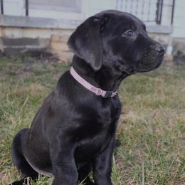 Labrador Retrievers from Rocky Creek Labs