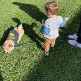 Australian Shepherds from FullMoon K9s’