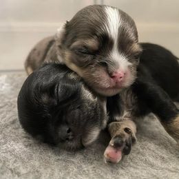 Chihuahua Puppies from Zobelchi