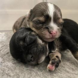 Chihuahua Puppies from Zobelchi