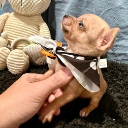 Smores - Red and white female Chihuahua puppy in Sherwood, Arkansas from Bartelt Breeders