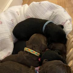 Australian Cobberdog Puppies from MountainAyres