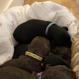 Australian Cobberdog Puppies from MountainAyres
