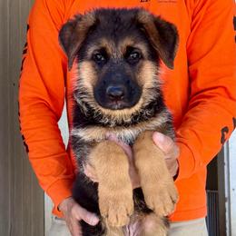 Teal collar - Black and red female German Shepherd puppy in Stockton, California from Zaragoza German Shepherds