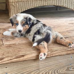 Smudge - Blue merle male Australian Shepherd puppy in Pattison, Texas from Legacy Water Australian Shepherds