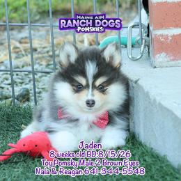 Jaden - Blue male Pomsky puppy in Humeston, Iowa from M.A.R. Dogs