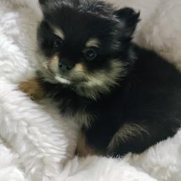 Pomeranian Puppies from Cutie Poms
